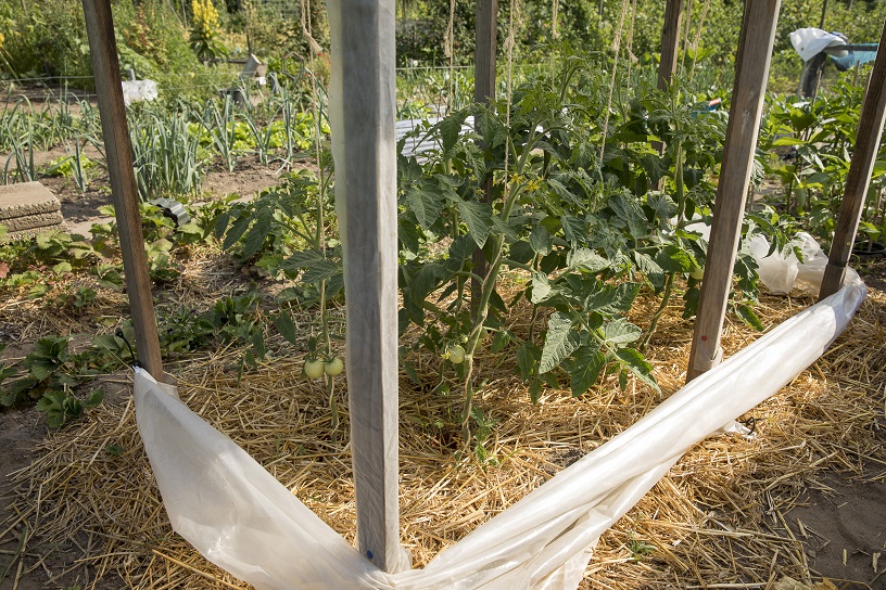 Maak zelf een afdak voor tomaten